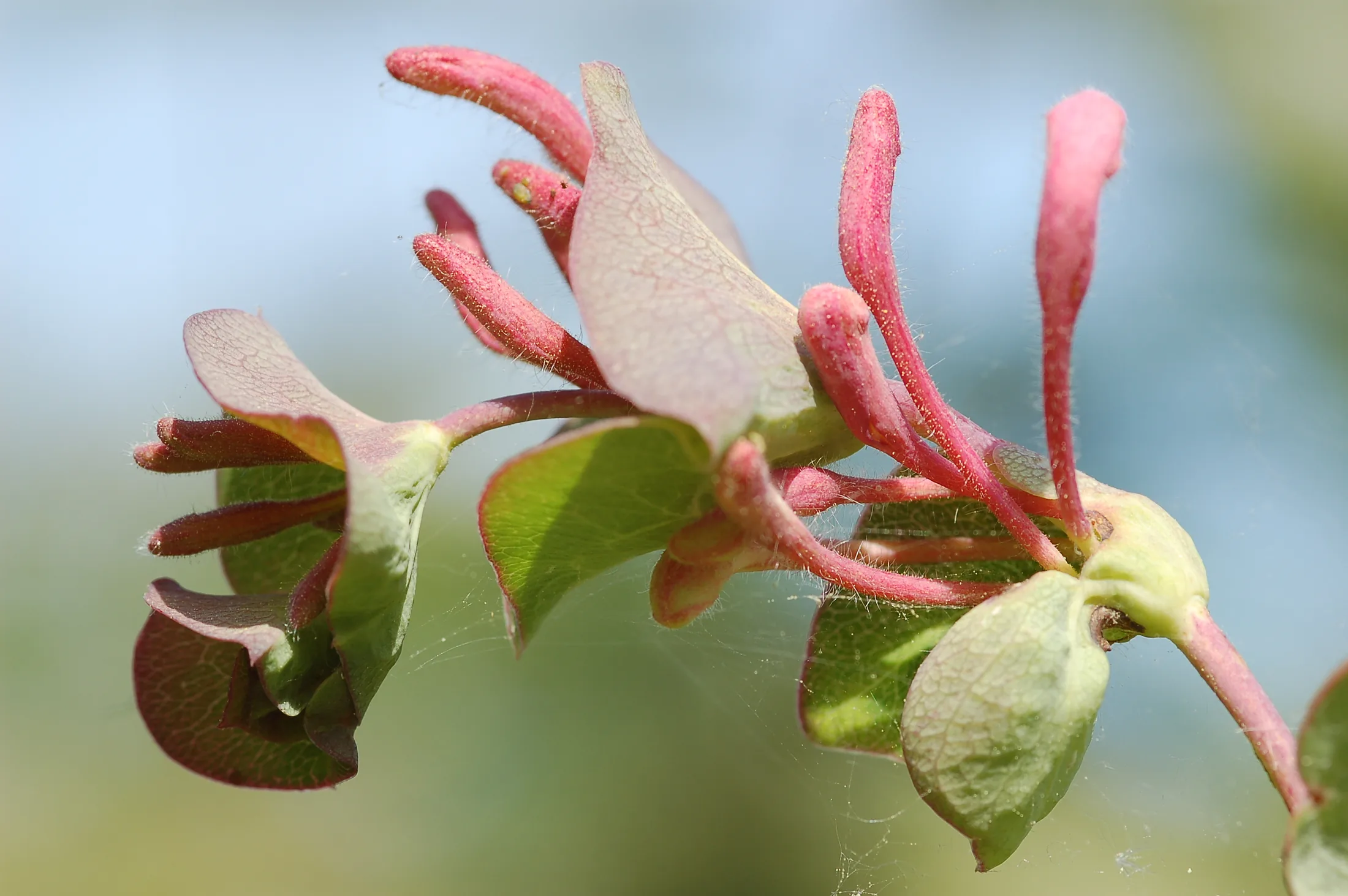 windendes geissblatt
